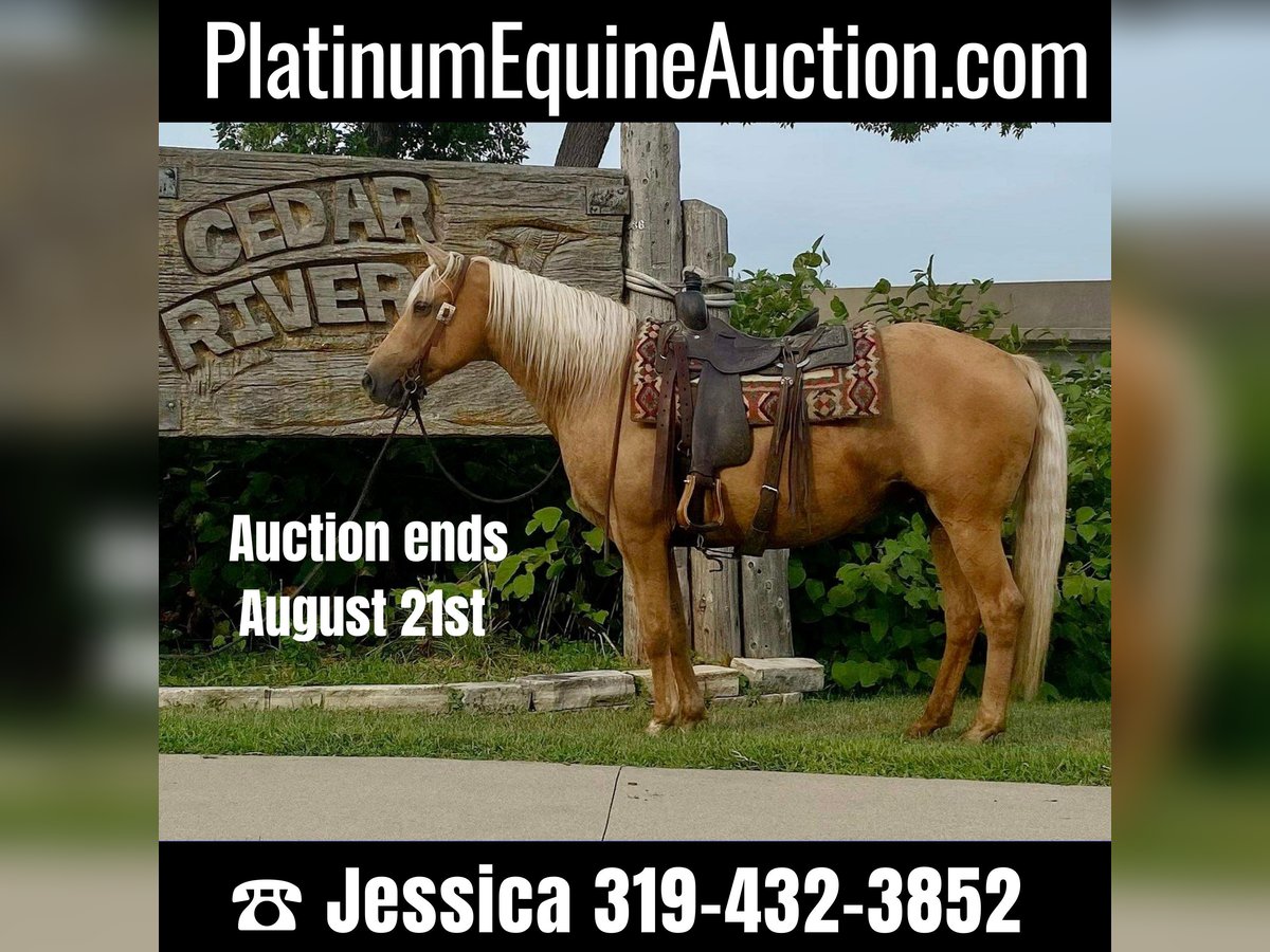 Tennessee walking horse Ruin 15 Jaar 152 cm Palomino in Van horne IA