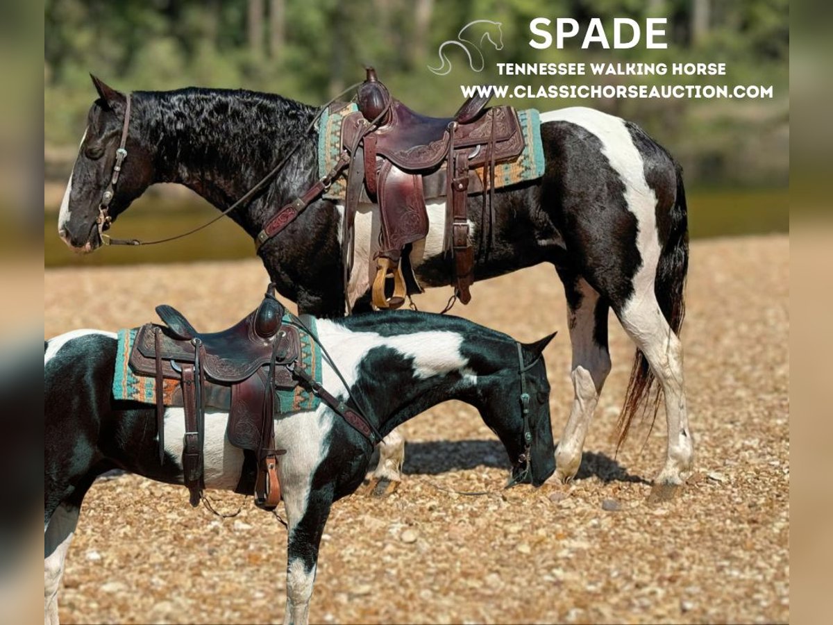 Tennessee walking horse Ruin 16 Jaar 152 cm Tobiano-alle-kleuren in Gerald, MO