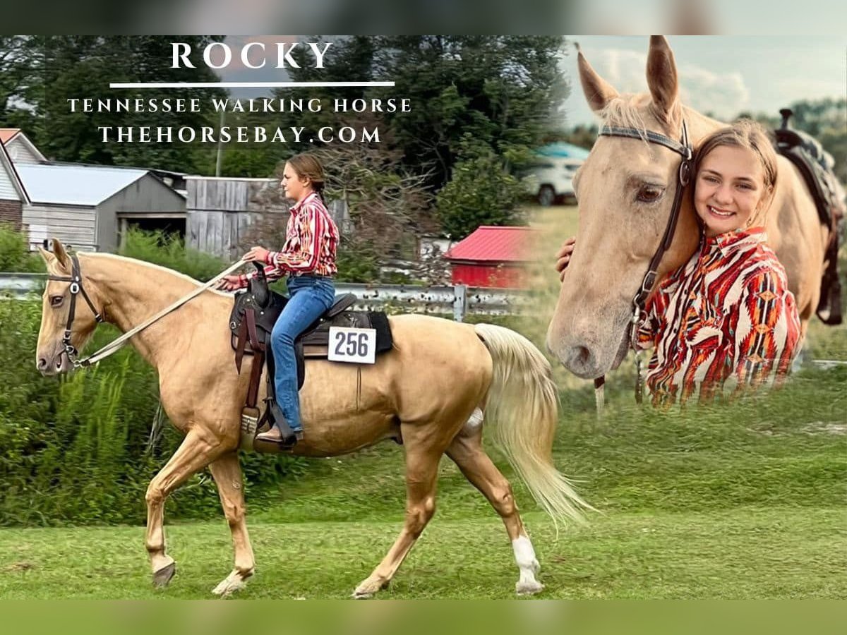 Tennessee walking horse Ruin 16 Jaar 157 cm Palomino in Berea, KY