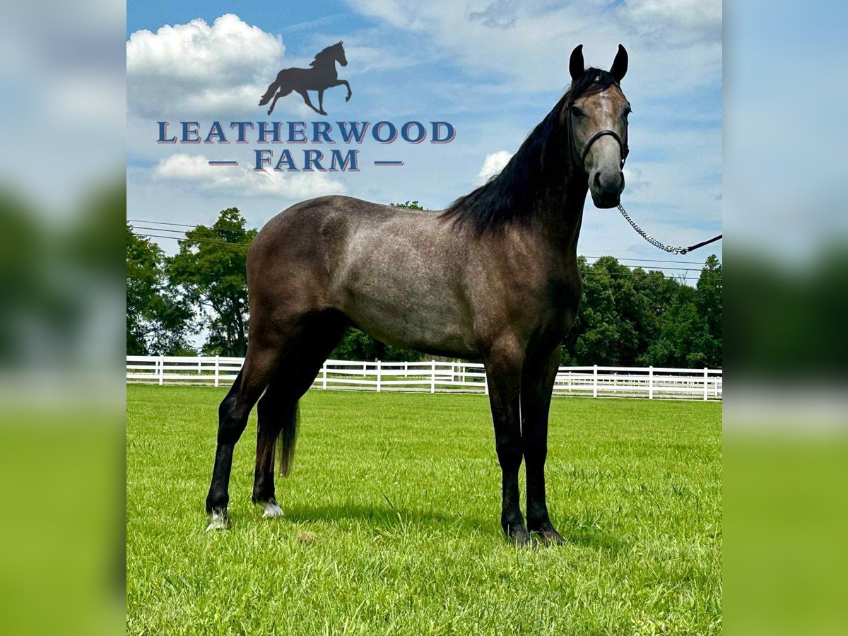 Tennessee walking horse Ruin 2 Jaar 142 cm Schimmel in Lewisburg, TN