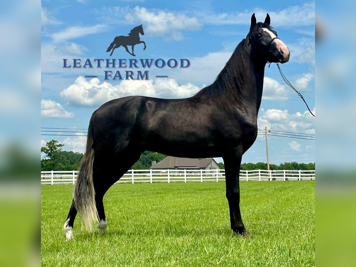 Tennessee walking horse Ruin 2 Jaar 152 cm Zwart in Lewisburg