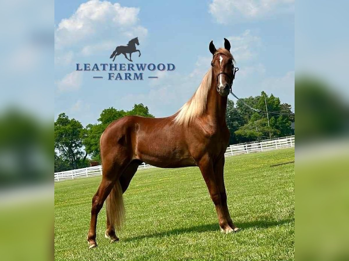 Tennessee walking horse Ruin 3 Jaar 152 cm Roodvos in Belfast, TN