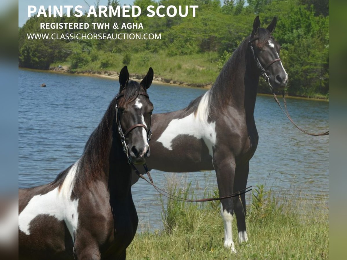 Tennessee walking horse Ruin 3 Jaar 152 cm Tobiano-alle-kleuren in Hustonville, KY