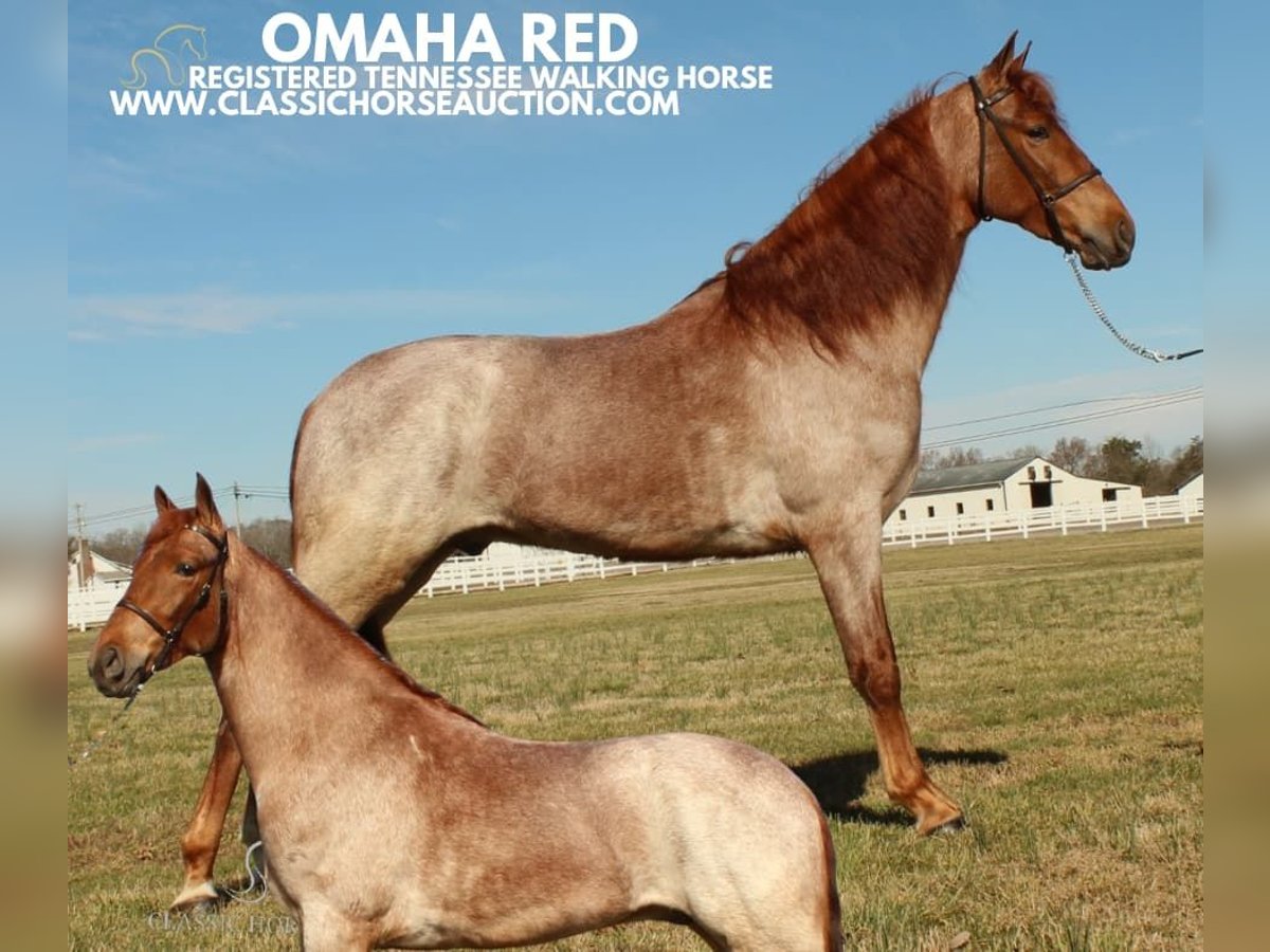 Tennessee walking horse Ruin 3 Jaar 163 cm Roan-Red in Lewisburg, TN