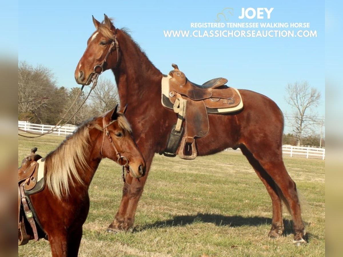 Tennessee walking horse Ruin 3 Jaar 163 cm Roodvos in Lewisburg, TN