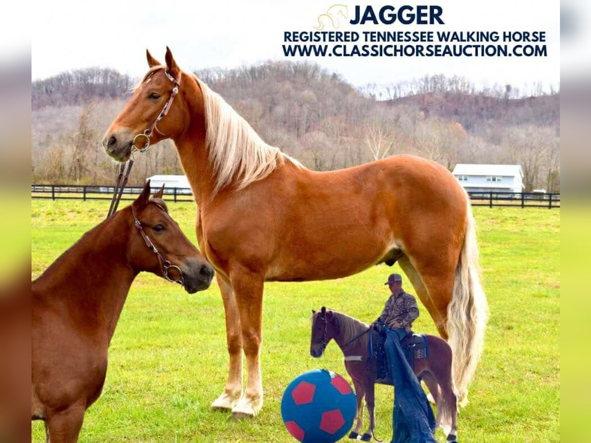 Tennessee walking horse Ruin 4 Jaar 152 cm Donkere-vos in Salt Lick, KY