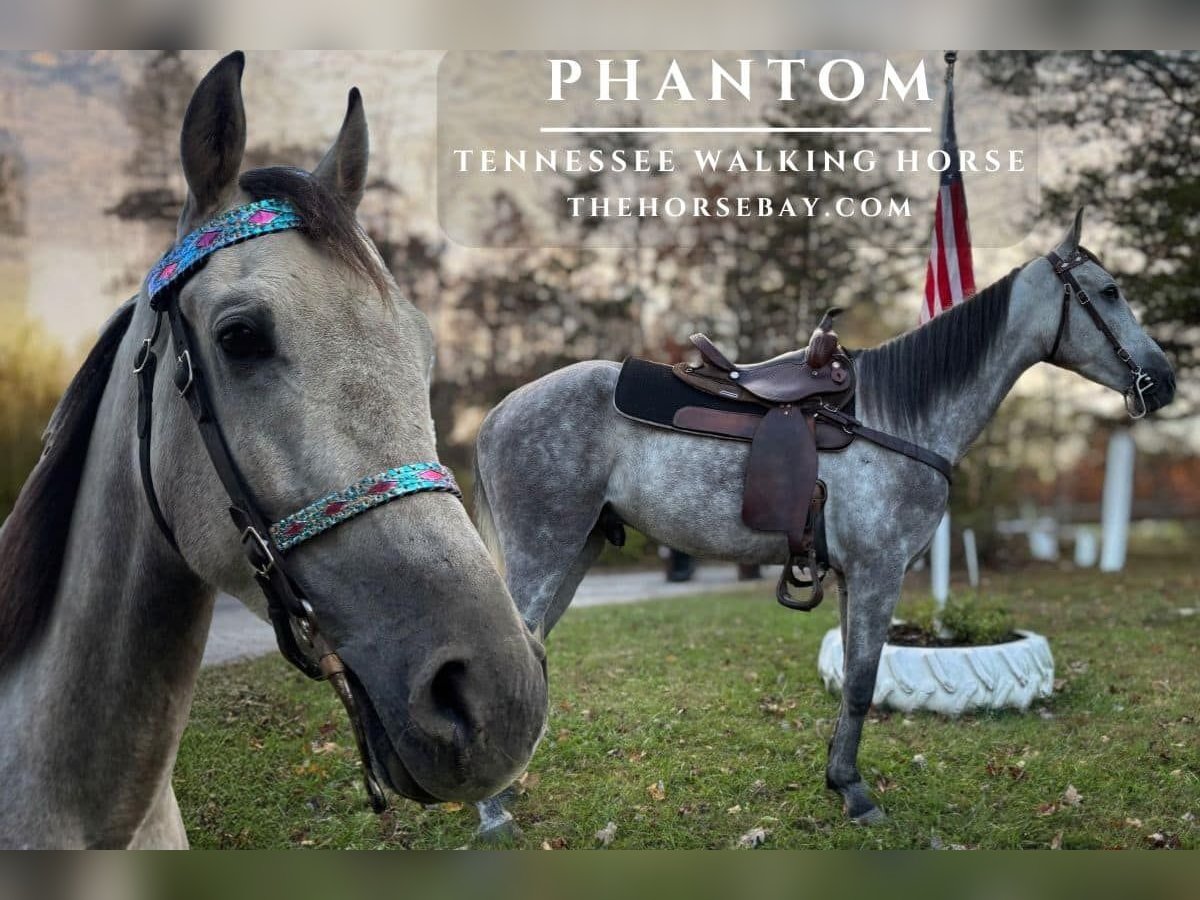 Tennessee walking horse Ruin 4 Jaar 157 cm Appelschimmel in Jeffersonville, KY