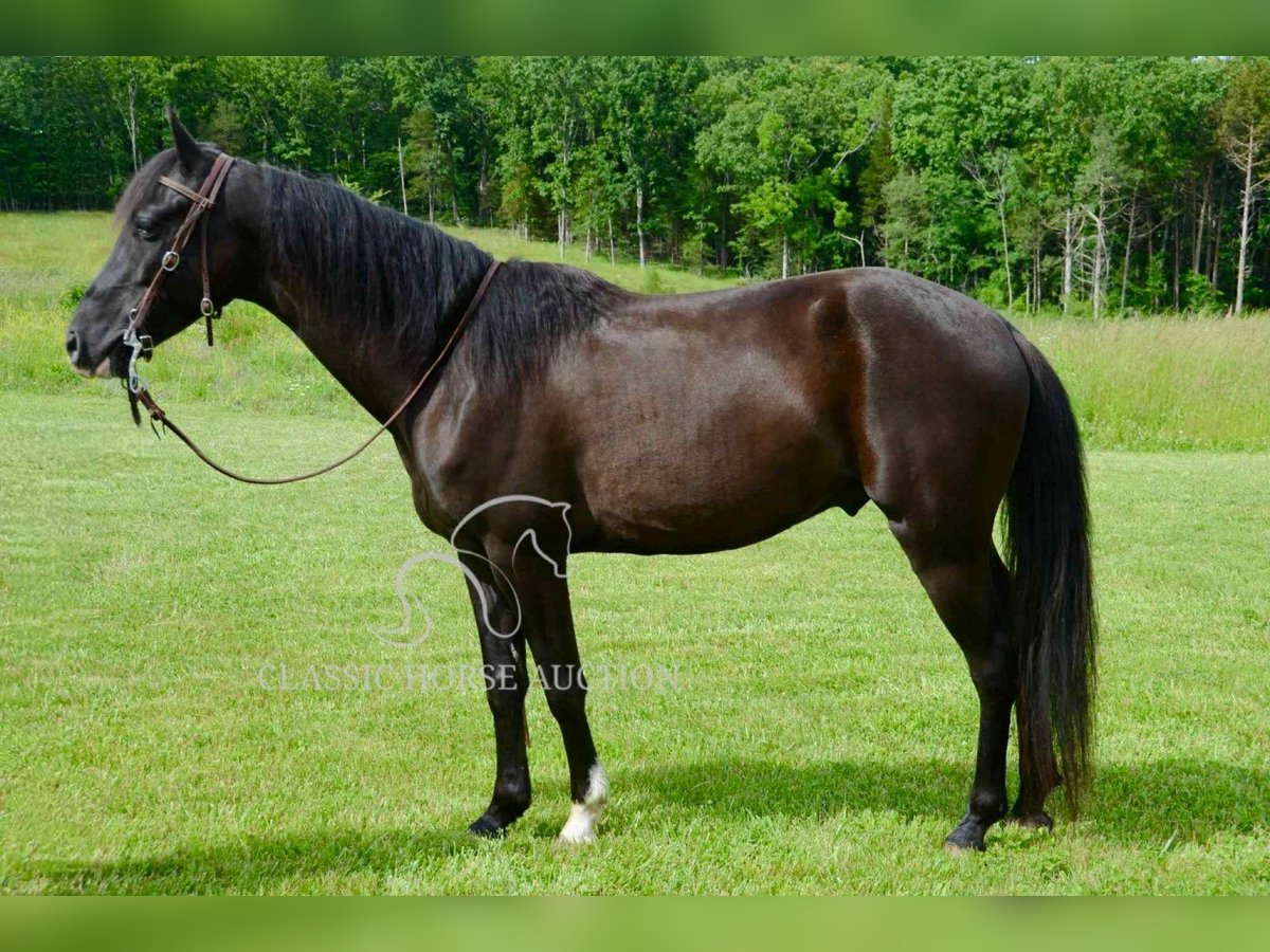 Tennessee walking horse Ruin 5 Jaar 142 cm Zwart in Leadwood, MO