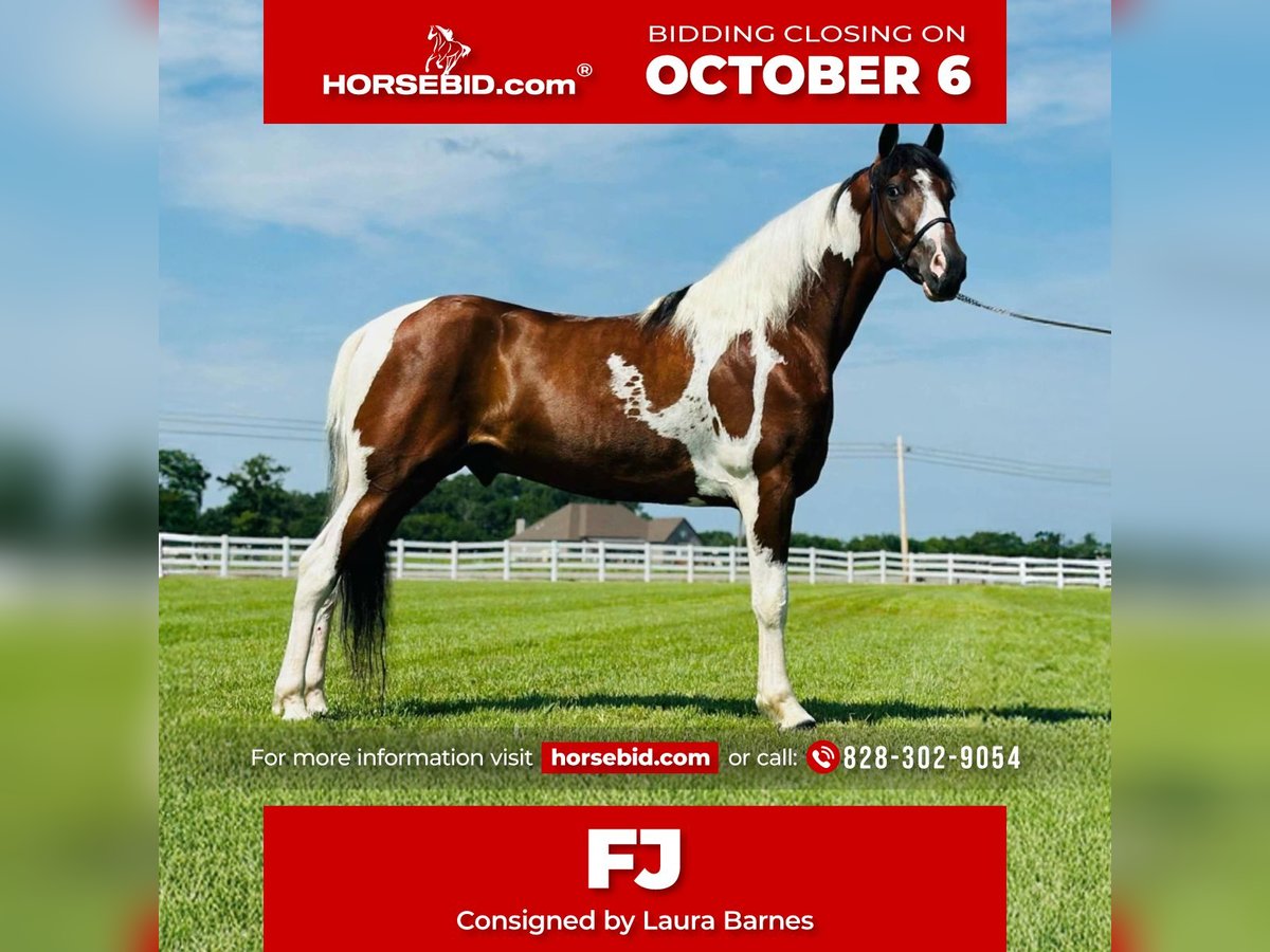 Tennessee walking horse Ruin 5 Jaar 147 cm Gevlekt-paard in Lewisburg