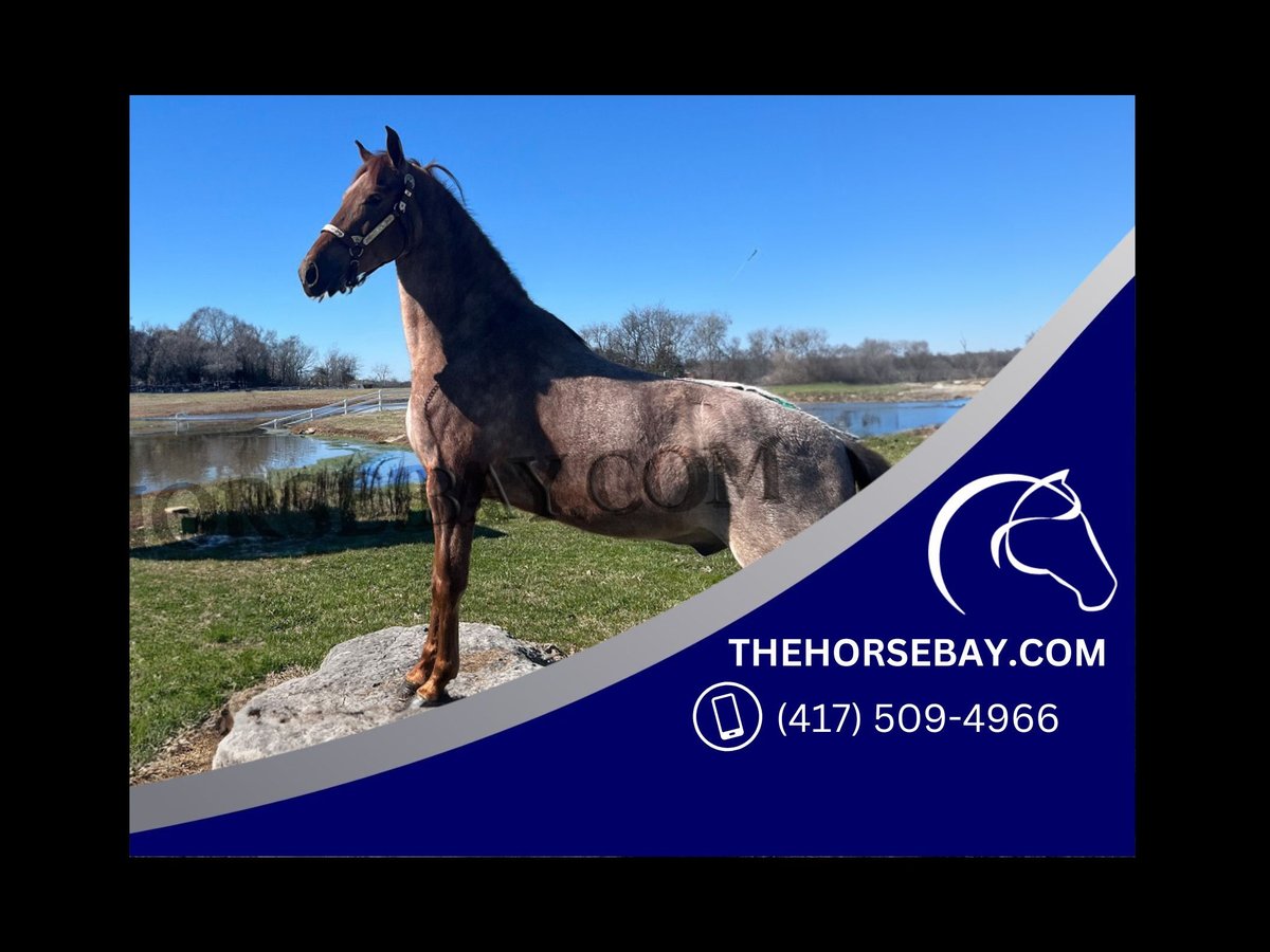 Tennessee walking horse Ruin 5 Jaar 163 cm Roan-Red in Shelbyville.TN