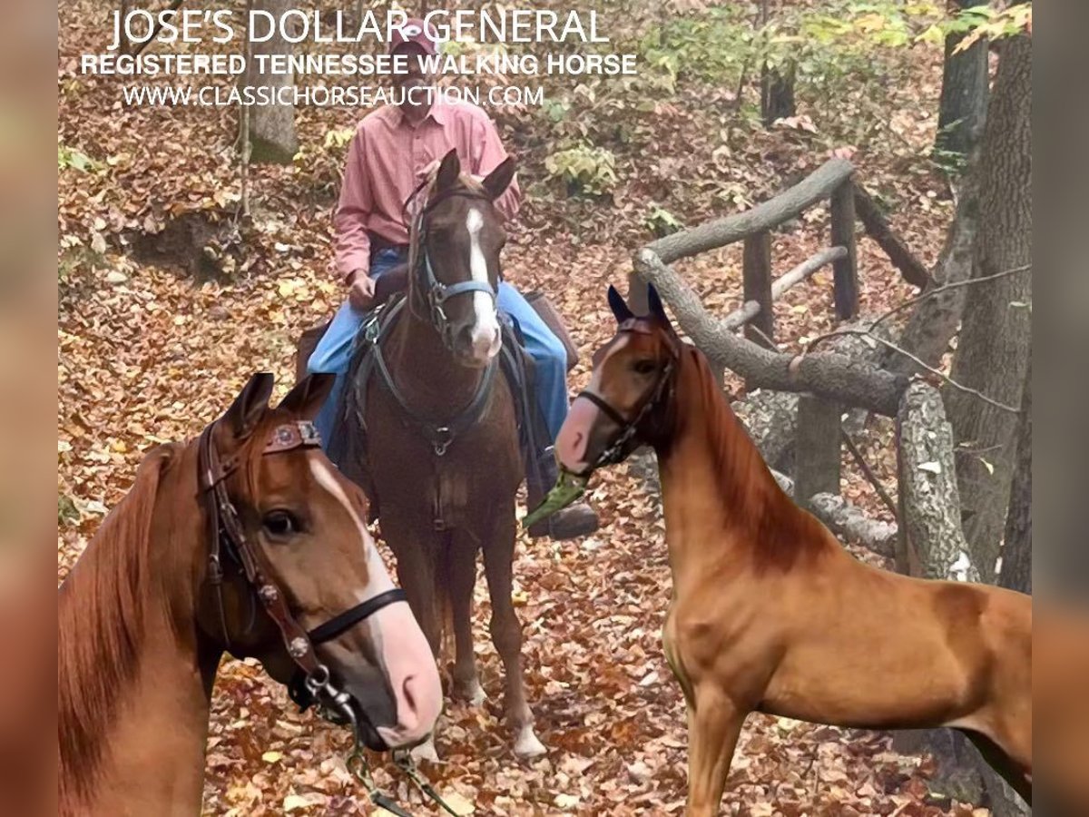 Tennessee walking horse Ruin 6 Jaar 142 cm Donkere-vos in Oak Ridge, TN