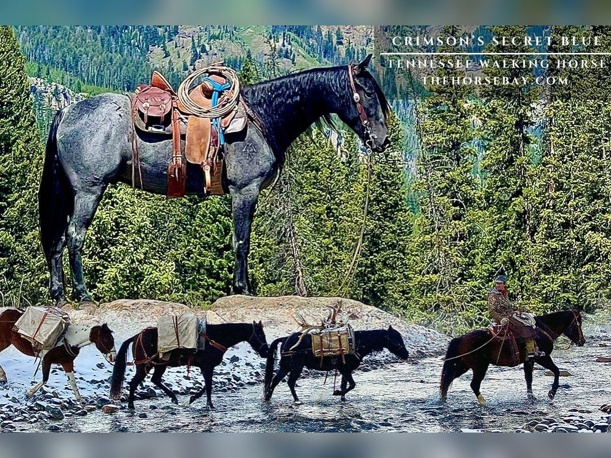 Tennessee walking horse Ruin 6 Jaar 152 cm Roan-Blue in Cody, WY