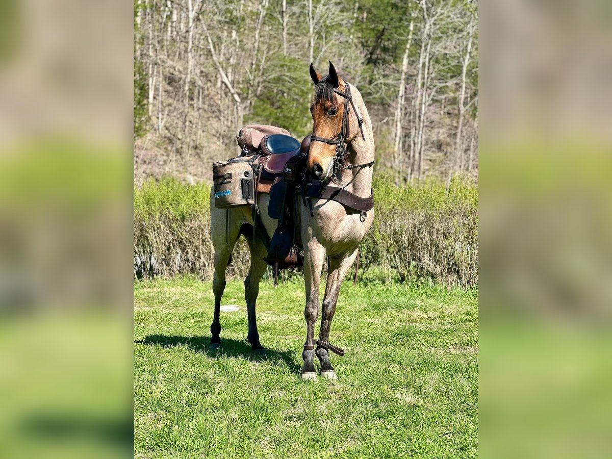 Tennessee walking horse Ruin 6 Jaar 152 cm Roodbruin in Lewisburg, tn