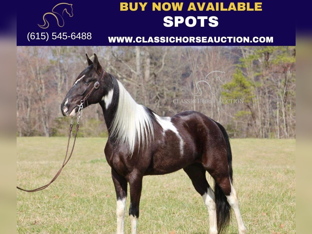 Tennessee walking horse Ruin 6 Jaar 152 cm Zwart in Whitley Cityky