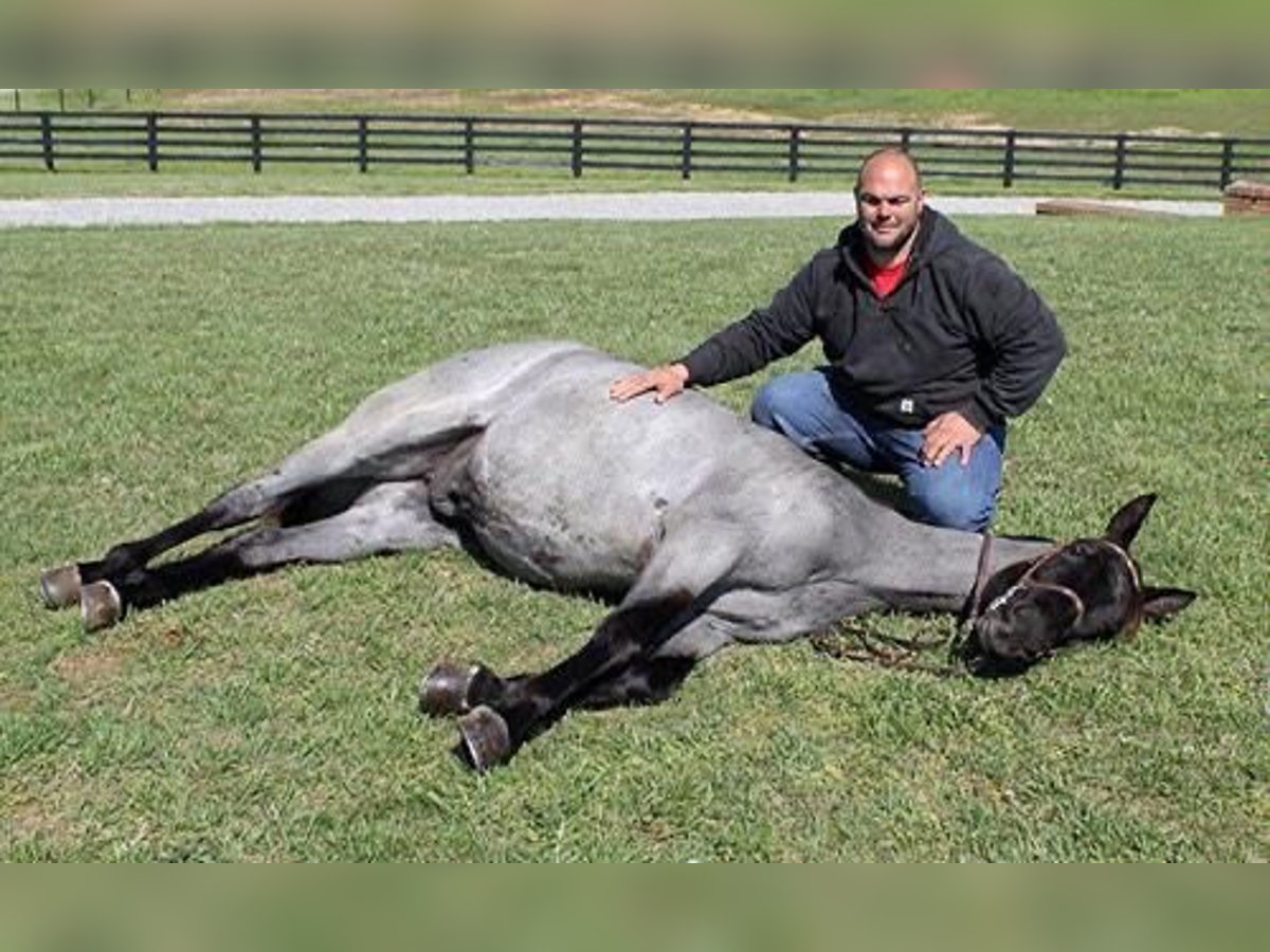 Tennessee walking horse Ruin 7 Jaar 152 cm Roan-Blue in Luton