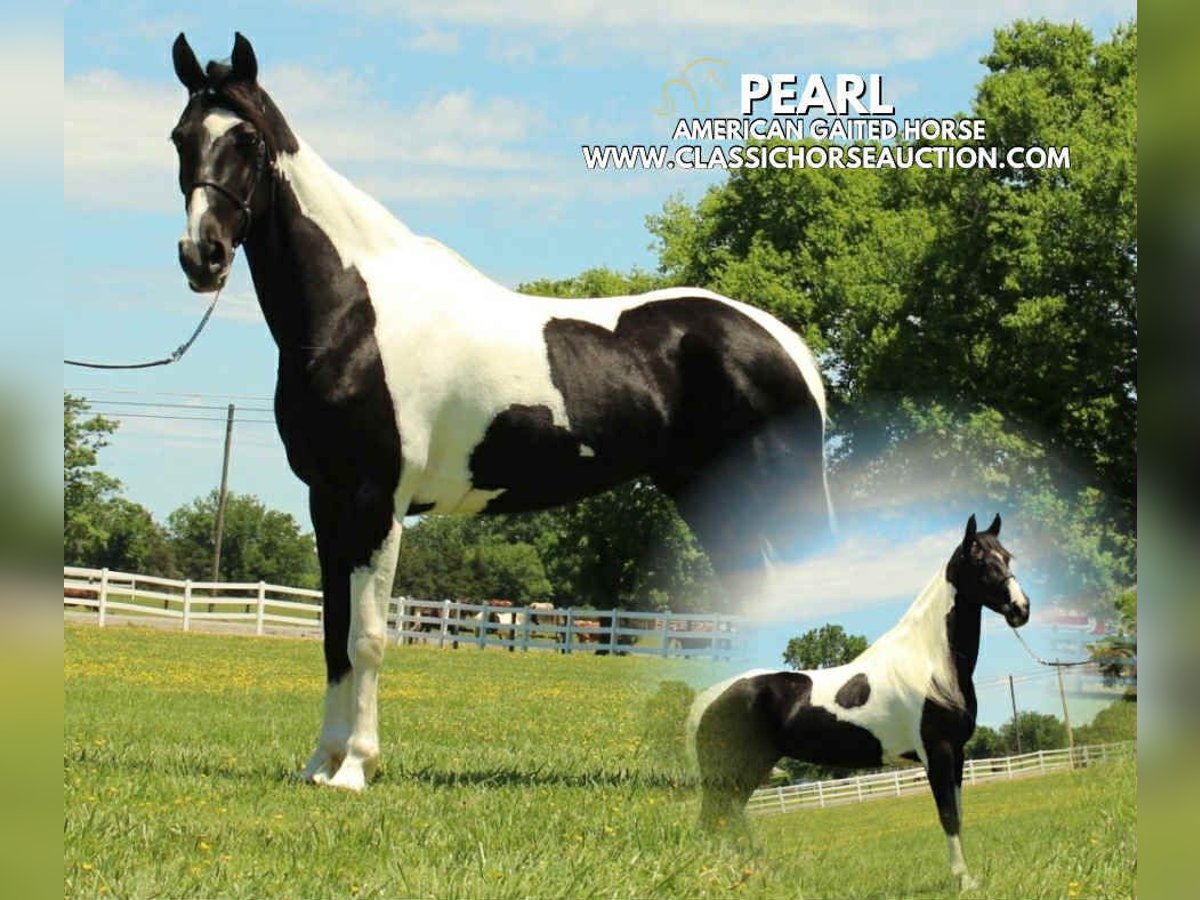 Tennessee walking horse Ruin 8 Jaar 152 cm Tobiano-alle-kleuren in Lewisburg, TN