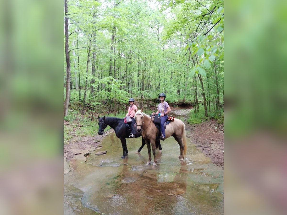 Tennessee walking horse Ruin 9 Jaar 152 cm Palomino in Springfield, MO