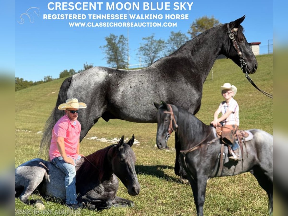 Tennessee walking horse Ruin 9 Jaar 152 cm Roan-Blue in Whitley City, KY