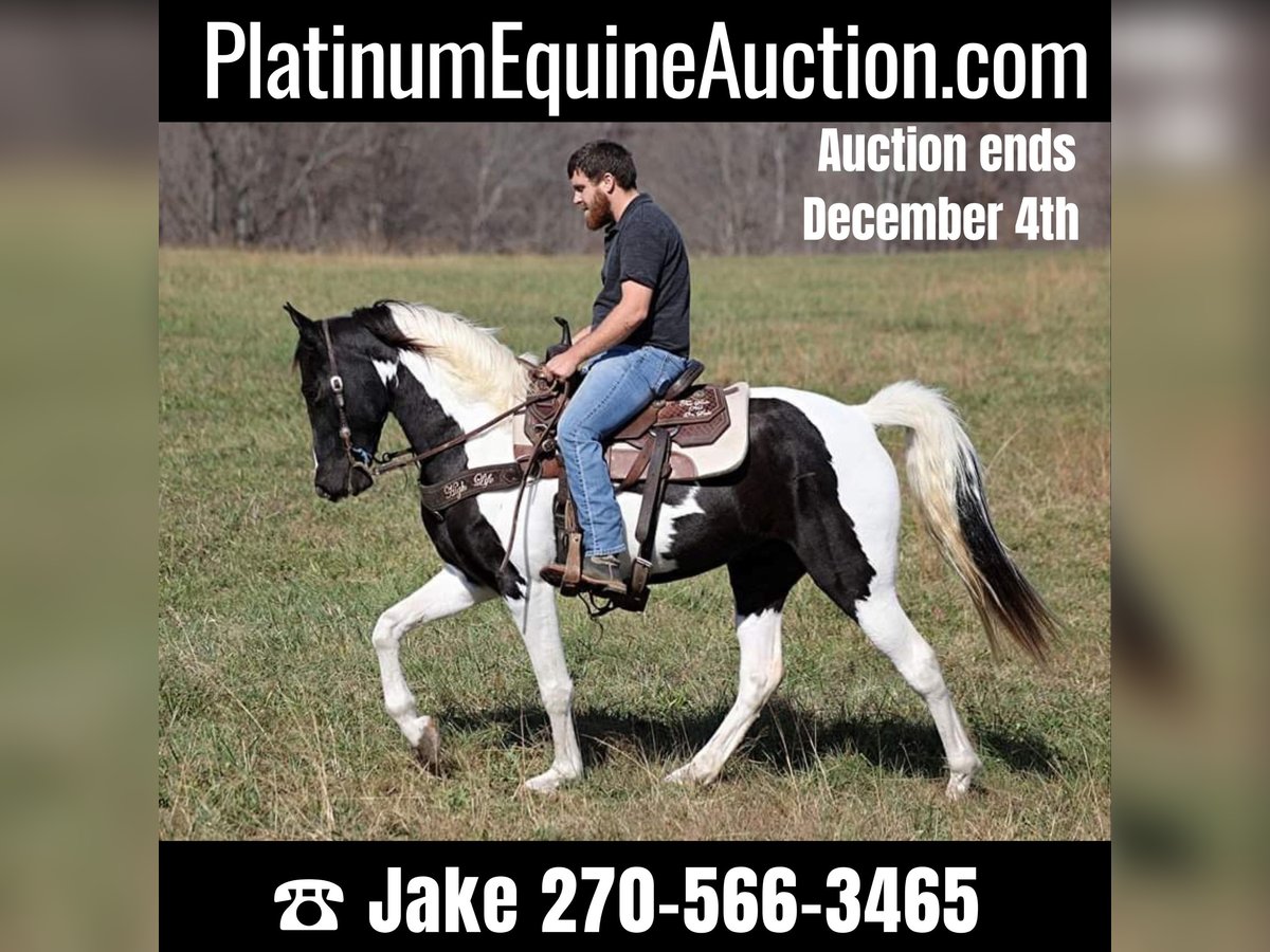 Tennessee walking horse Ruin 9 Jaar 152 cm Tobiano-alle-kleuren in Jamestown Ky