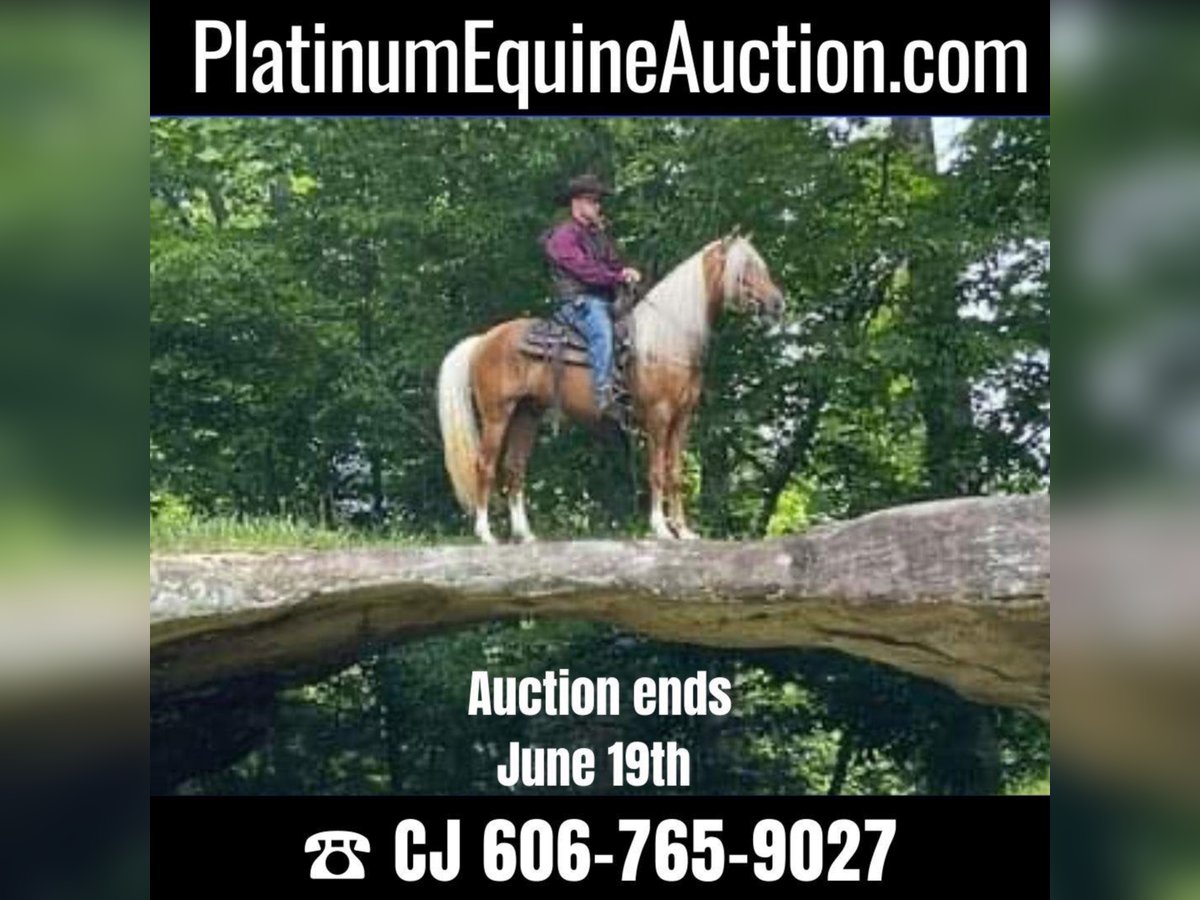 Tennessee walking horse Ruin 9 Jaar 155 cm Palomino in Whitley City KY