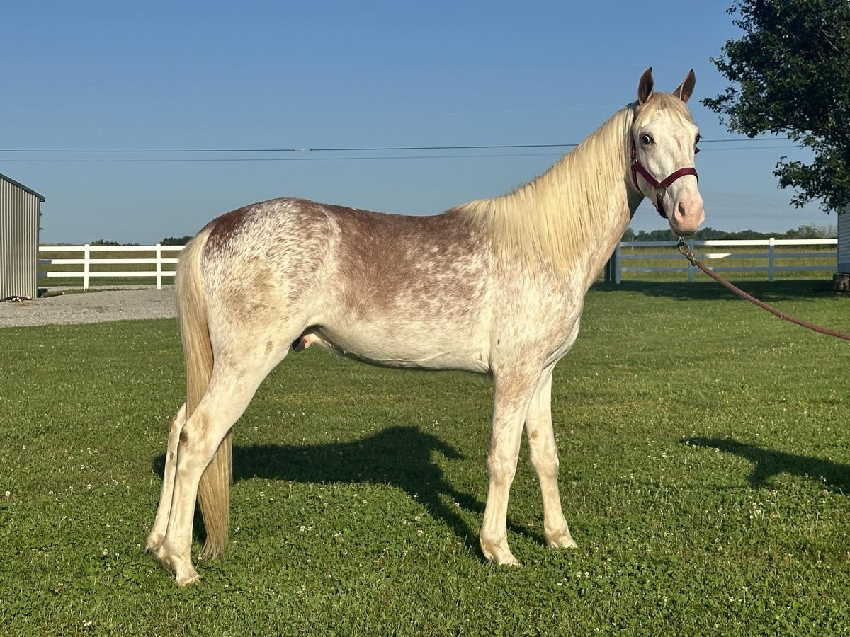 Tennessee walking horse Stallion 3 years 14 hh Sorrel in Lewisburg, TN