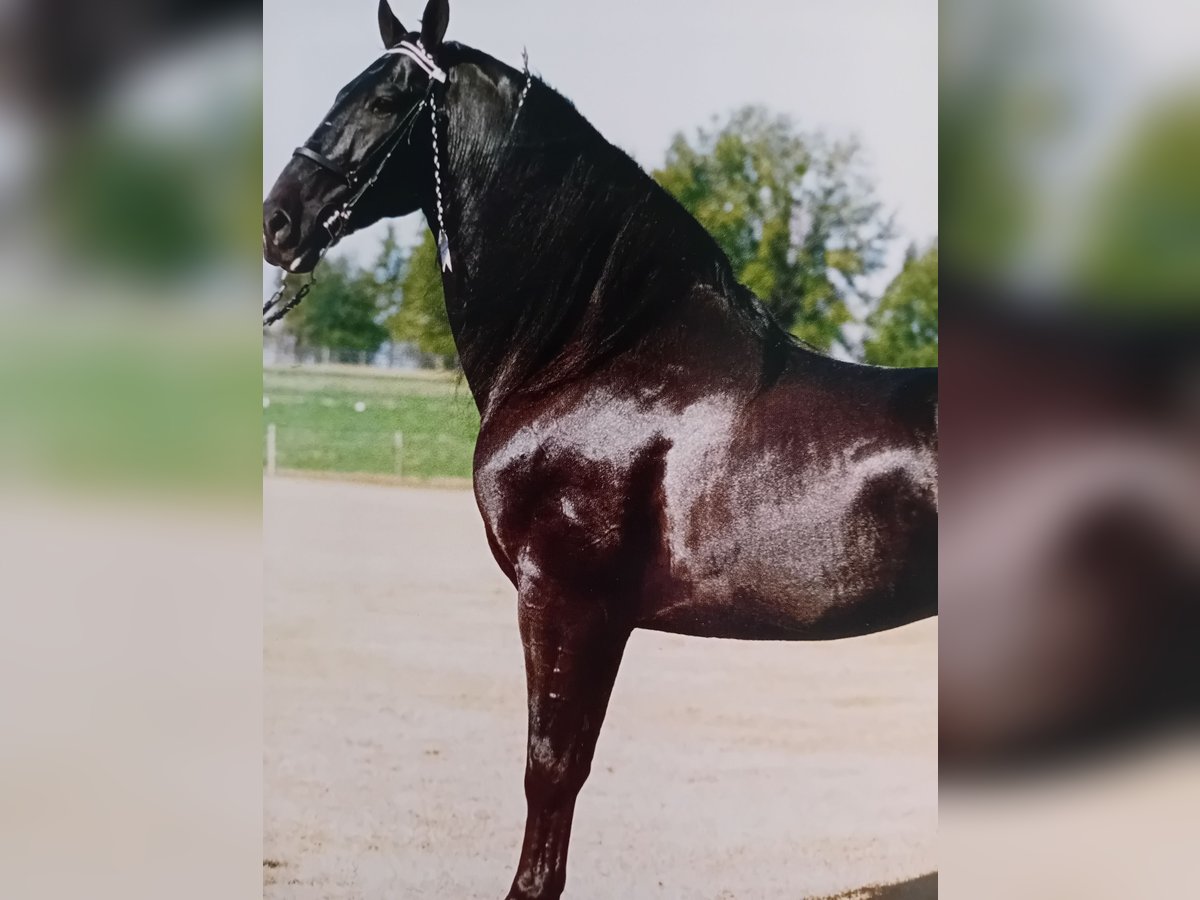 Tennessee walking horse Stallion 4 years 17 hh Black in Rutesheim