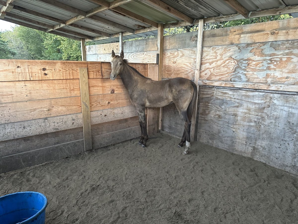 Tennessee walking horse Stallion Buckskin in Seagoville