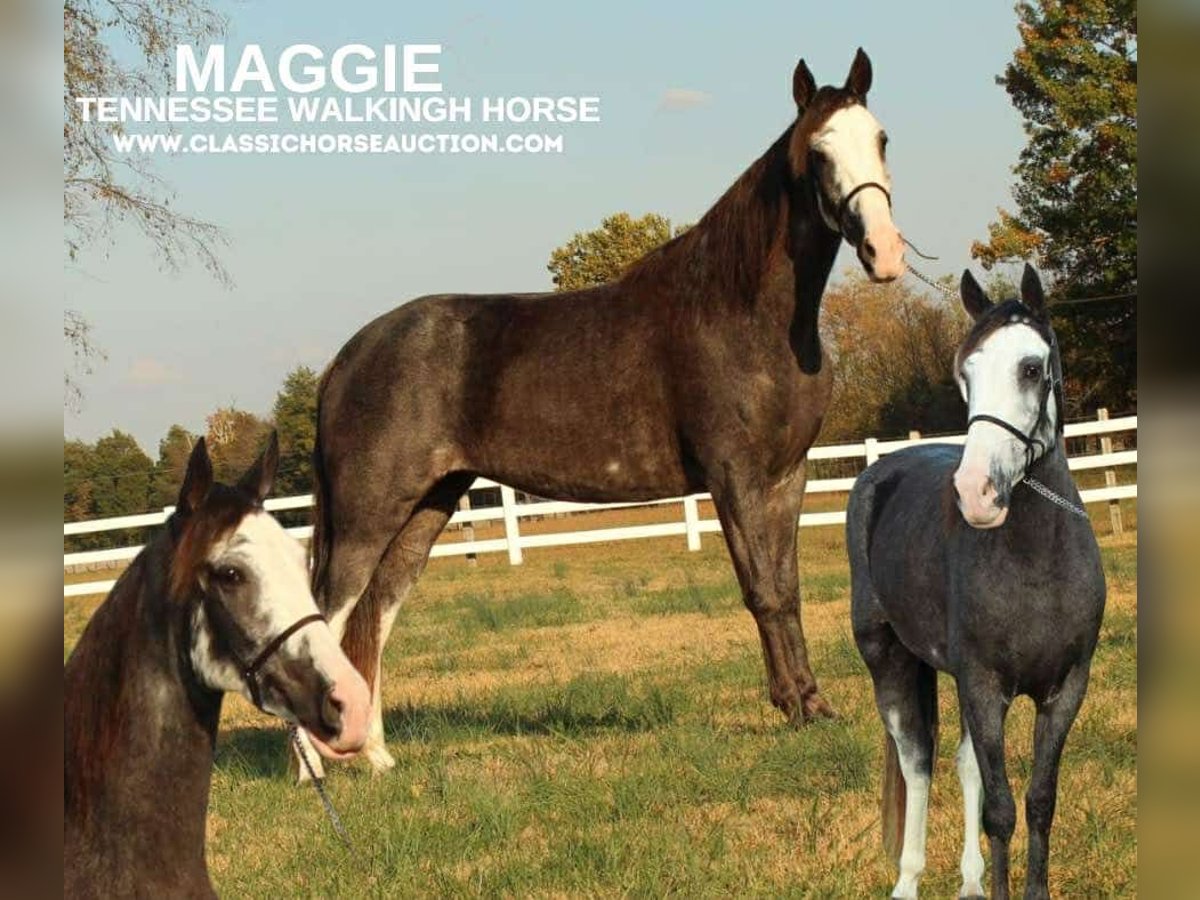 Tennessee Walking Horse Sto 3 år 152 cm Svart in LEWISBURG, TN