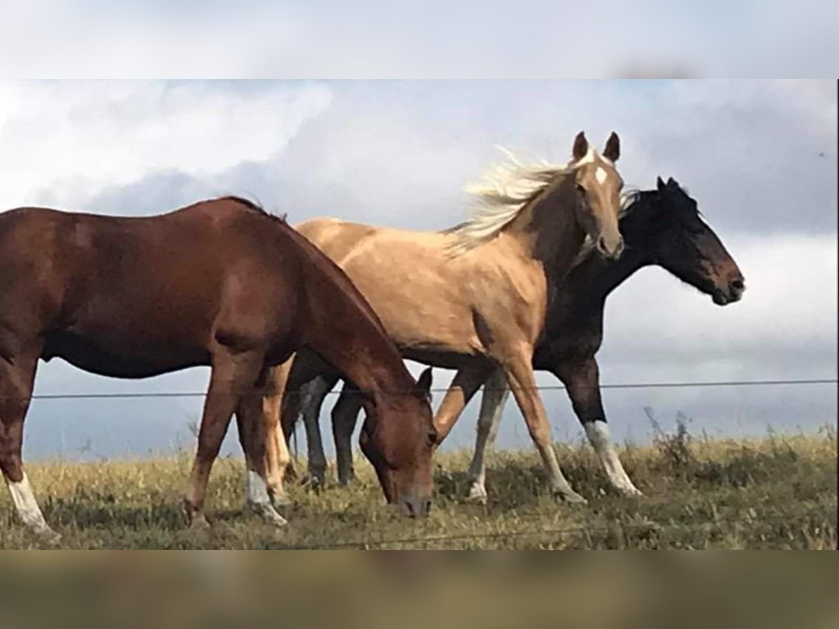 Tennessee Walking Horse Sto 7 år 152 cm Palomino in Blairsville