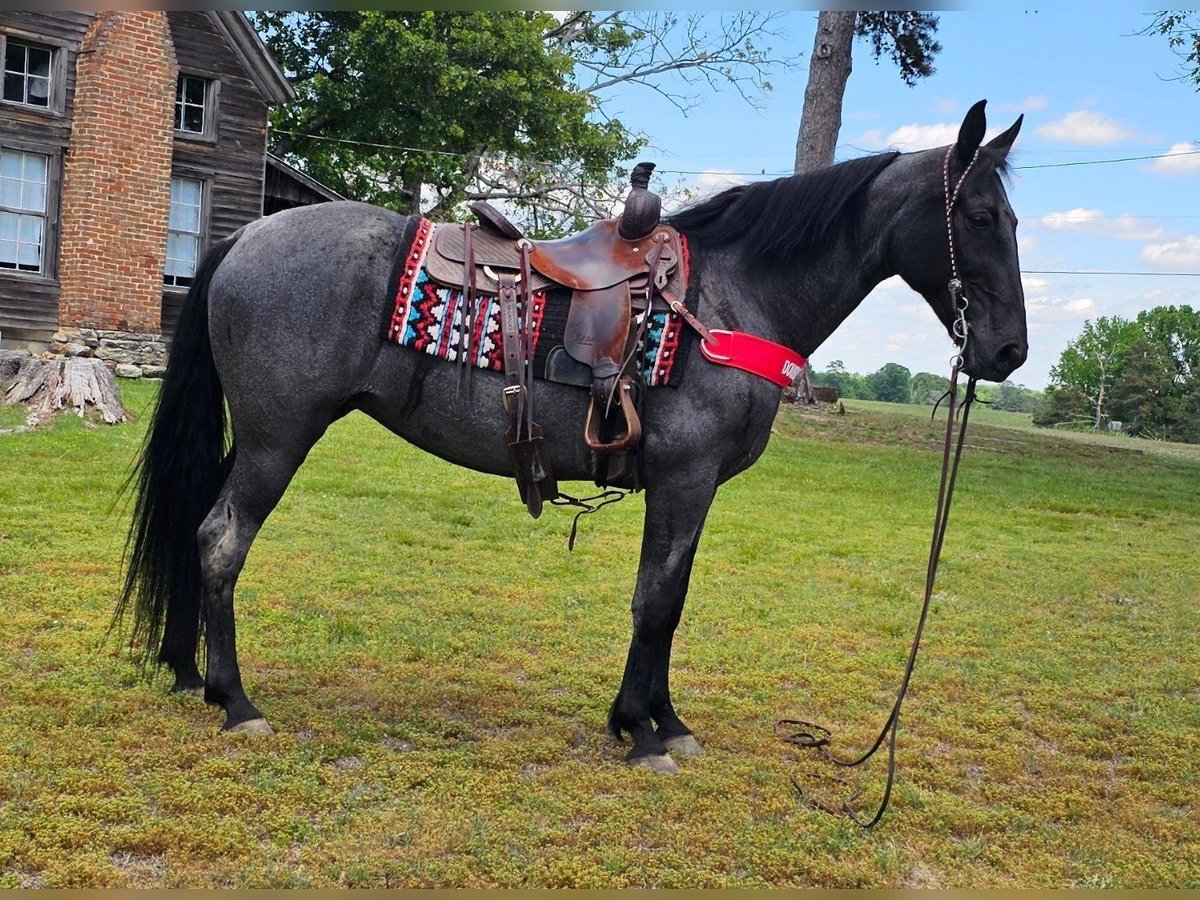 Tennessee Walking Horse Stute 12 Jahre Roan-Blue in Red Oak