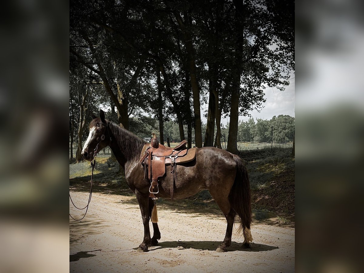 Tennessee Walking Horse Stute 13 Jahre 152 cm Rappe in Carnesville, GA