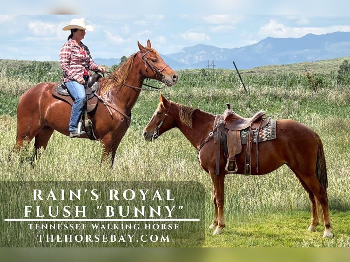 Tennessee Walking Horse Stute 14 Jahre 163 cm Dunkelfuchs in Fountain, CO
