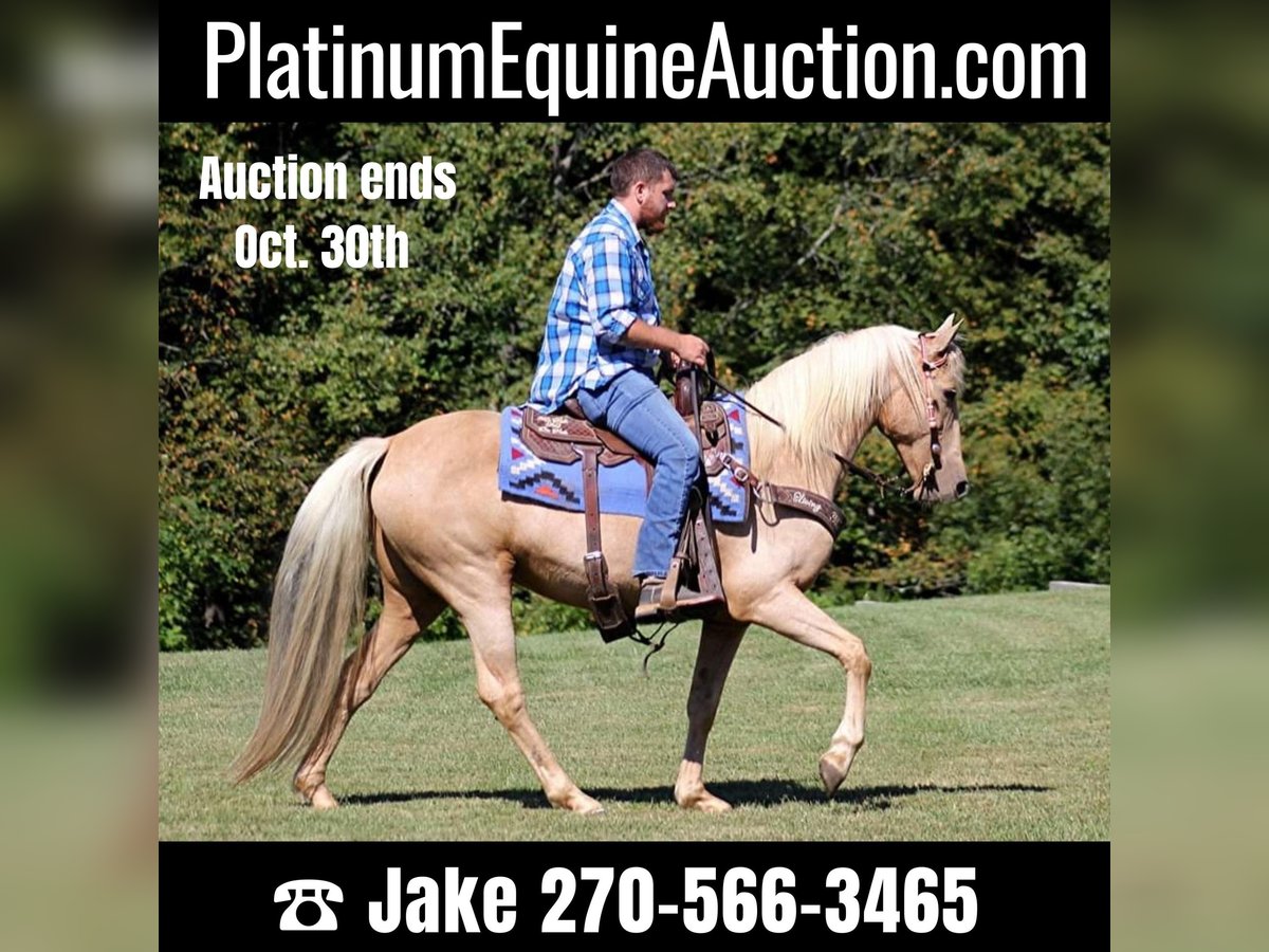 Tennessee Walking Horse Stute 15 Jahre 150 cm Palomino in Jamestown KY