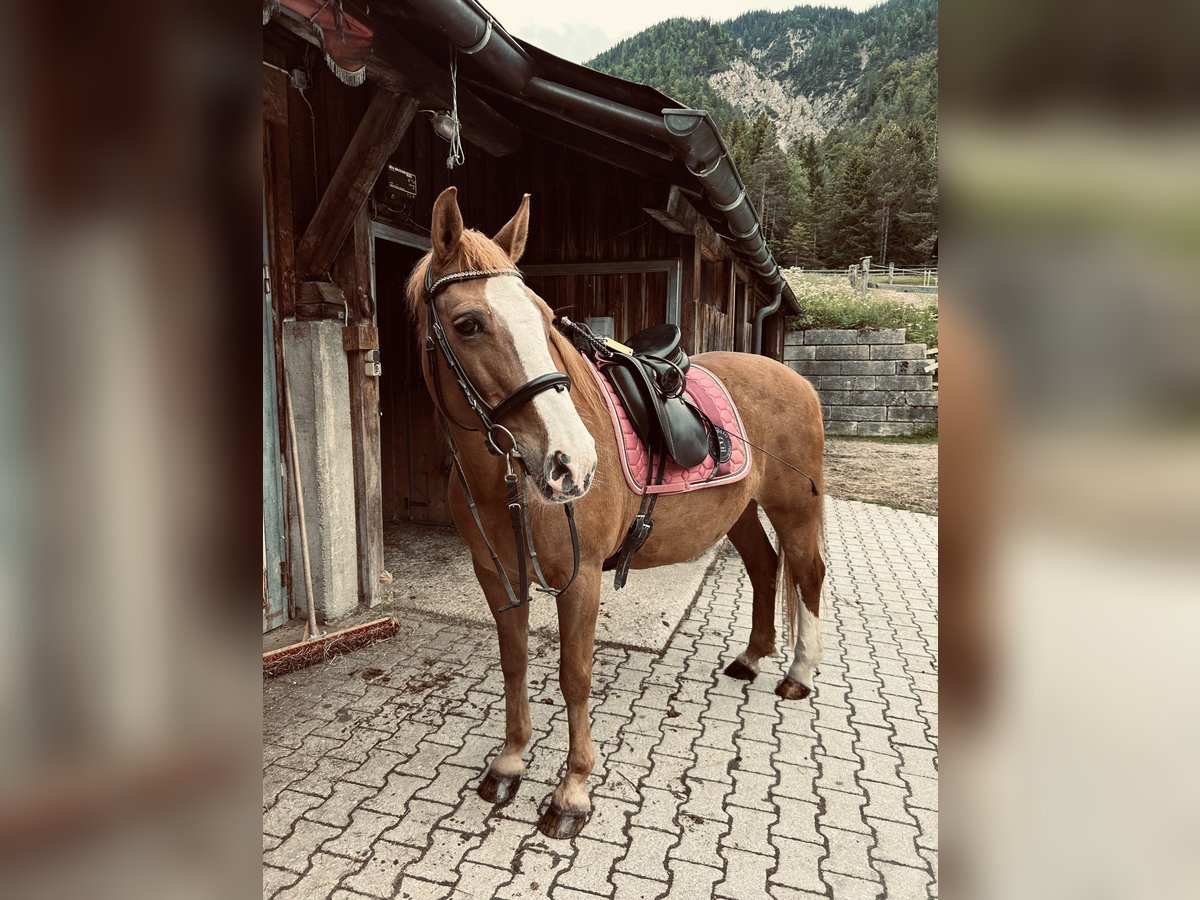 Tennessee Walking Horse Mix Stute 19 Jahre 151 cm Fuchs in Mittenwald