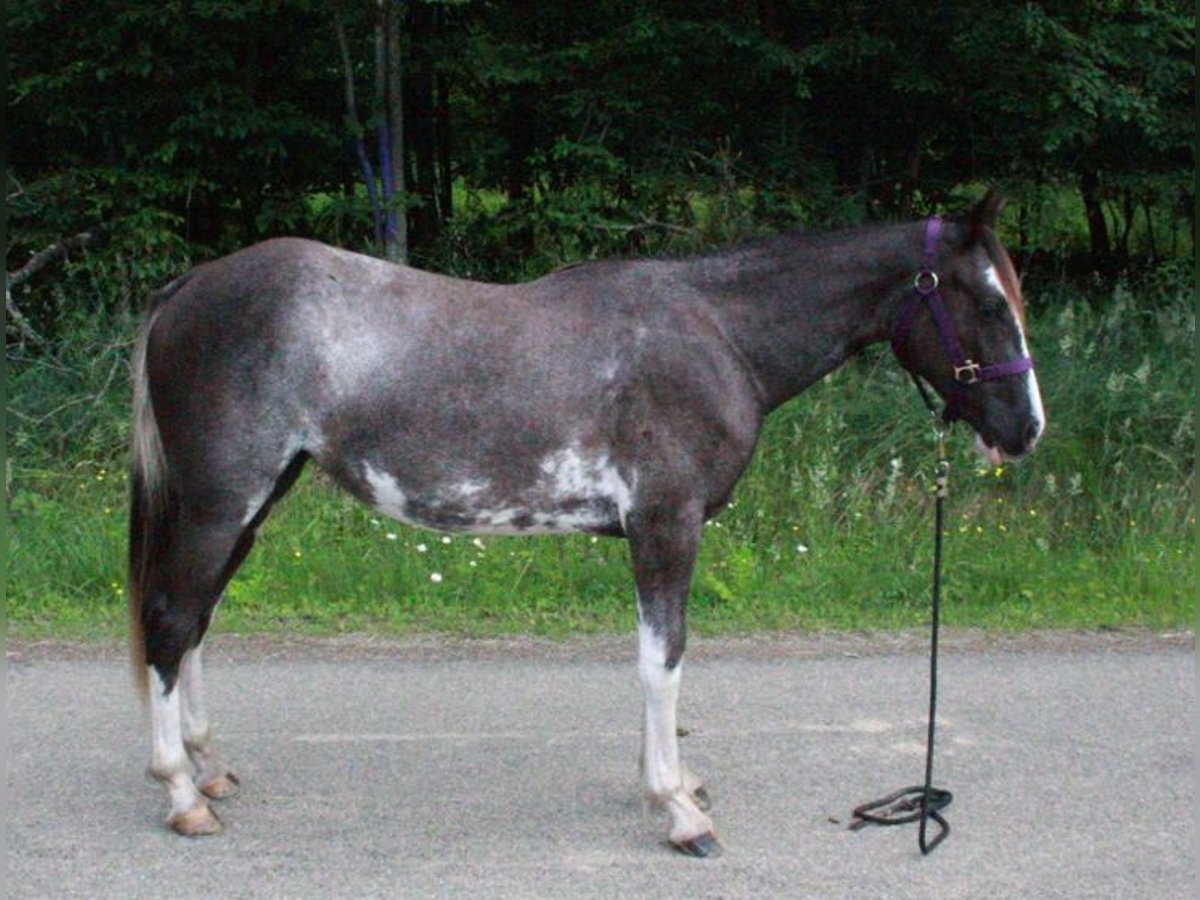 Tennessee Walking Horse Stute 2 Jahre 140 cm Sabino in Smethport