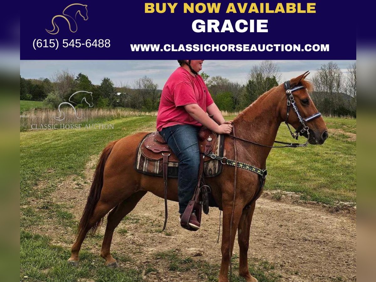 Tennessee Walking Horse Stute 8 Jahre 142 cm Rotfuchs in Winchester, KY