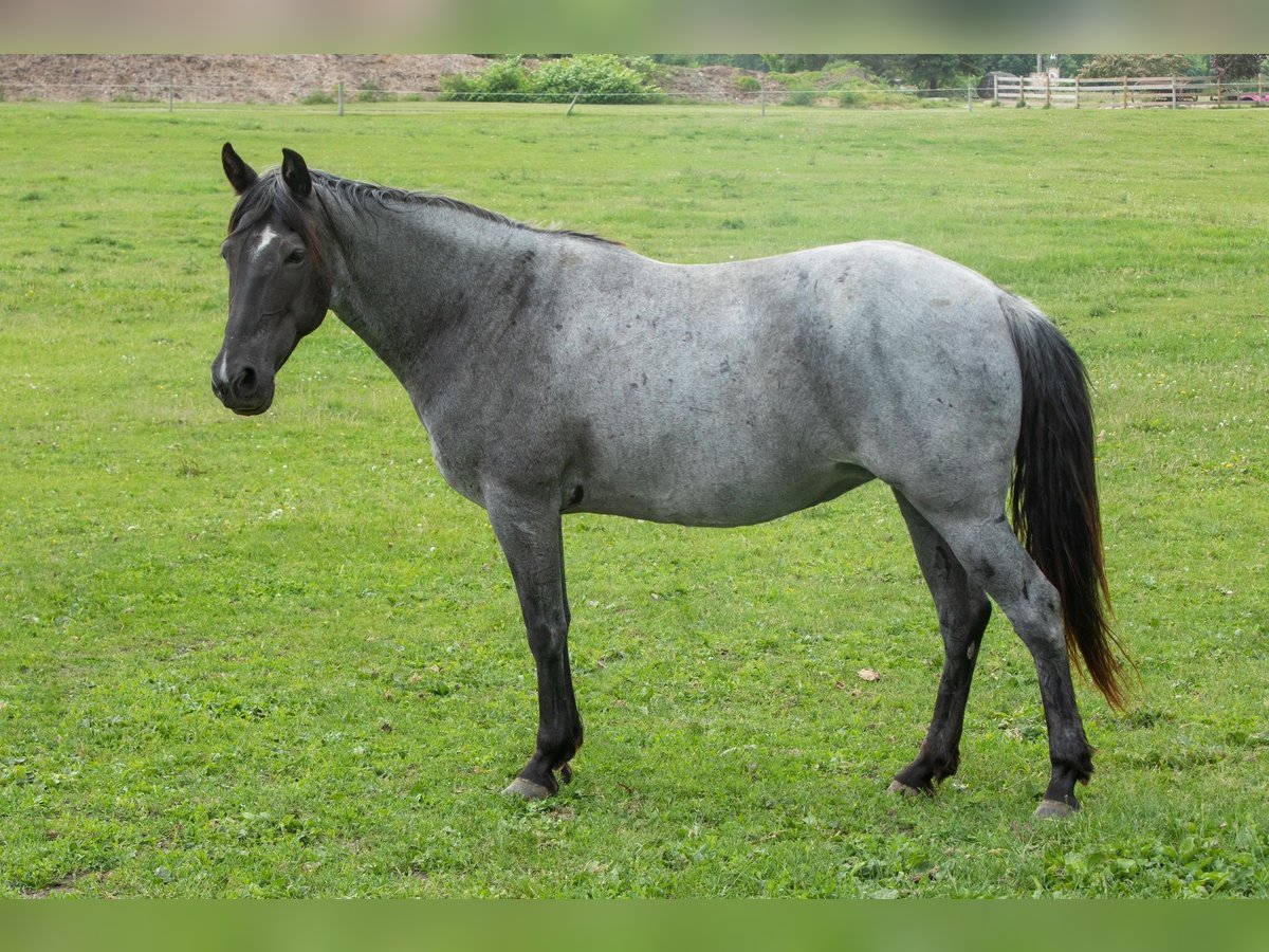 Tennessee Walking Horse Stute 9 Jahre 150 cm Roan-Blue in Pinckney MI