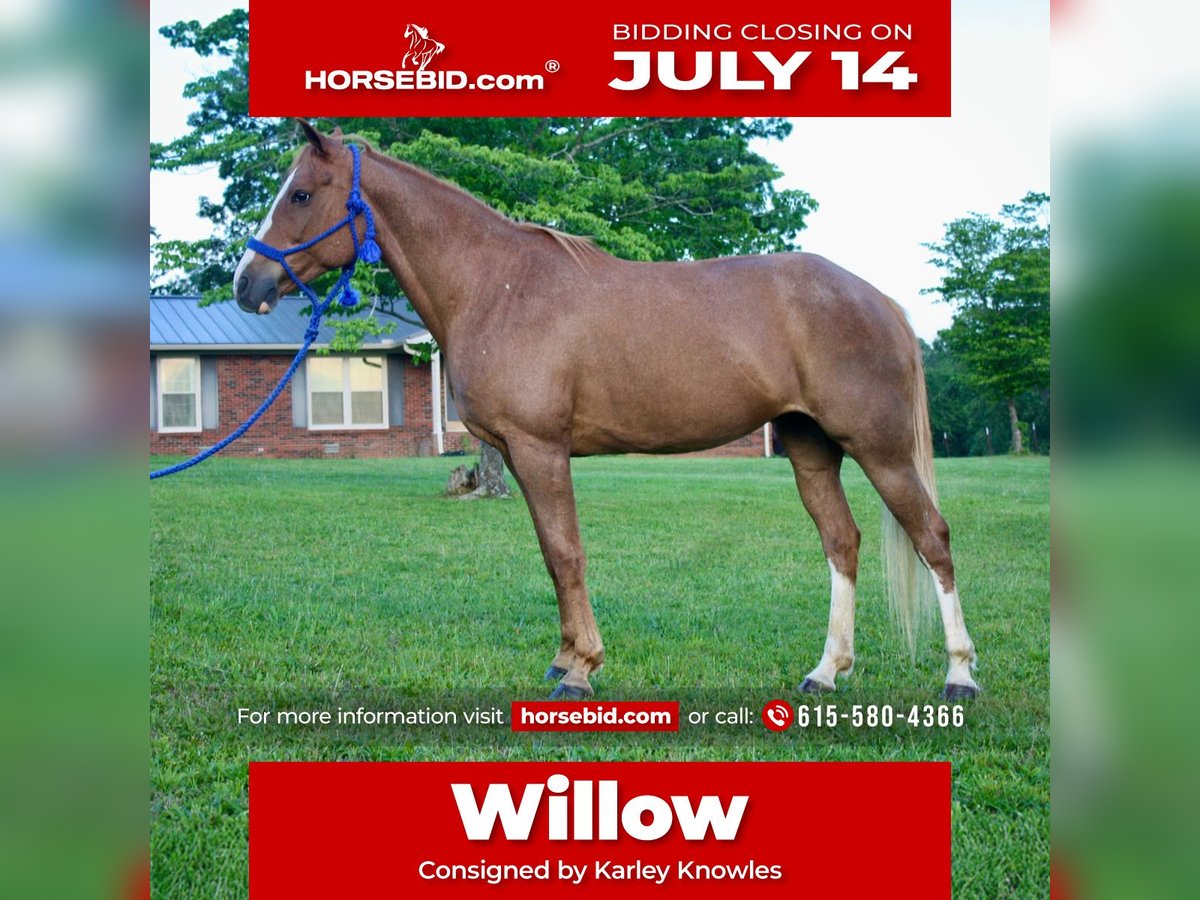 Tennessee Walking Horse Stute 9 Jahre 150 cm Roan-Red in Smithville, TN