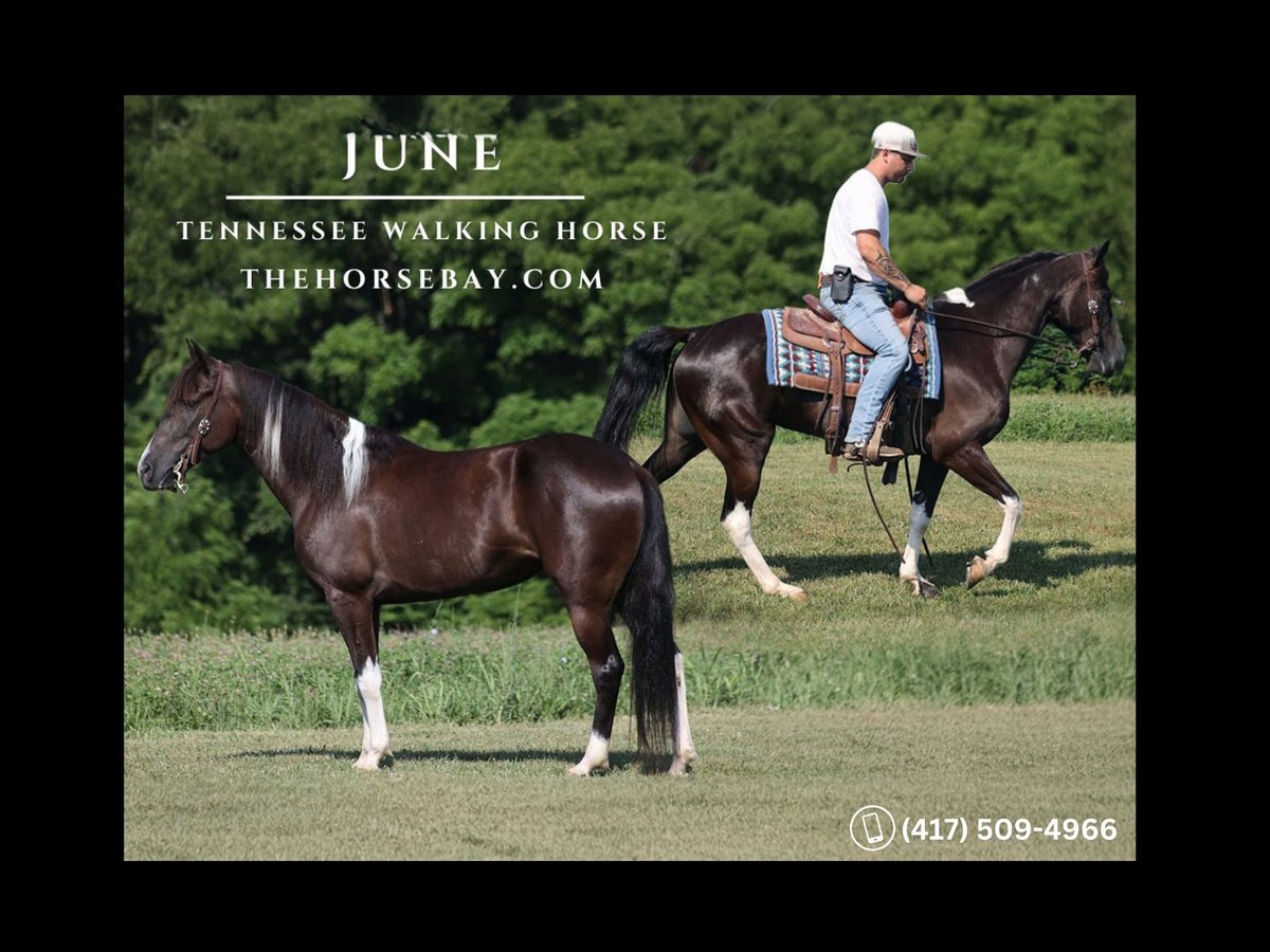 Tennessee Walking Horse Stute 9 Jahre 157 cm Tobiano-alle-Farben in Parkers Lake, KY