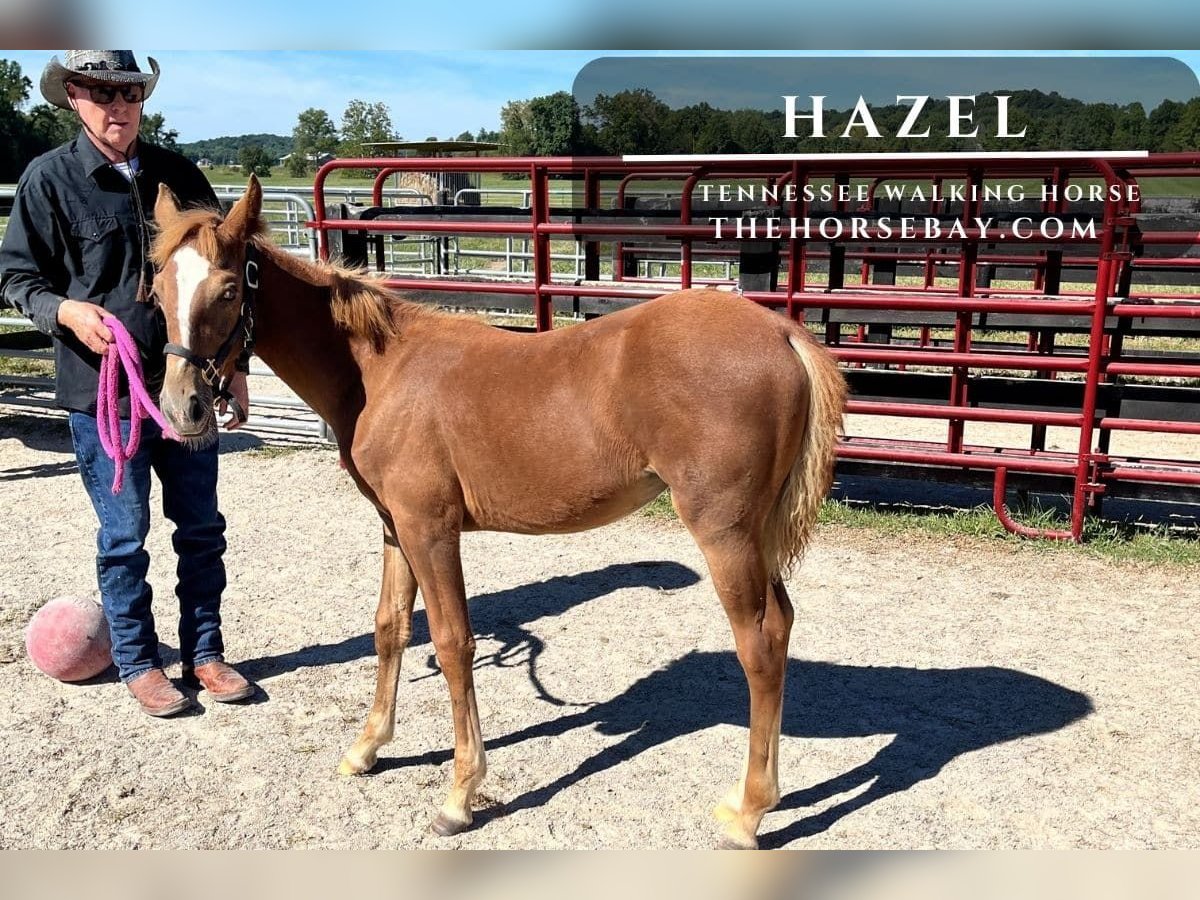 Tennessee Walking Horse Stute Fohlen (05/2025) 122 cm Dunkelfuchs in Columbus, IN