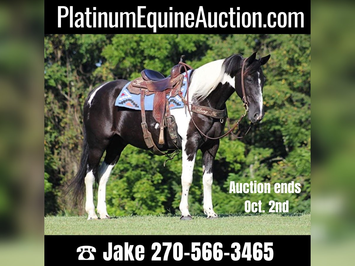 Tennessee Walking Horse Valack 14 år 157 cm Tobiano-skäck-alla-färger in Jamestown KY