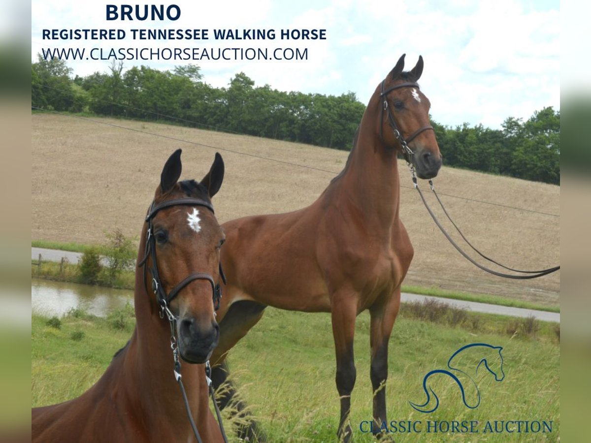 Tennessee Walking Horse Valack 6 år 163 cm Brun in Hustonville, KY