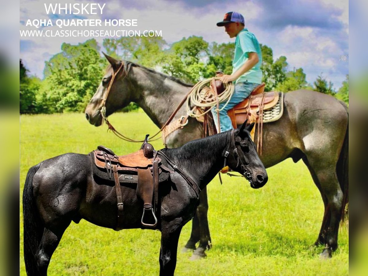 Tennessee Walking Horse Valack 7 år 163 cm Brunskimmel in Willow Springs, MO