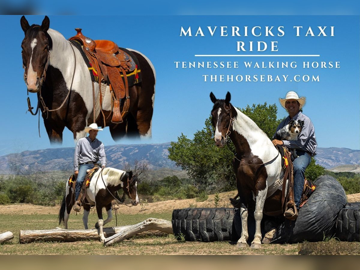 Tennessee Walking Horse Wallach 10 Jahre 150 cm Tobiano-alle-Farben in Frannie, WY