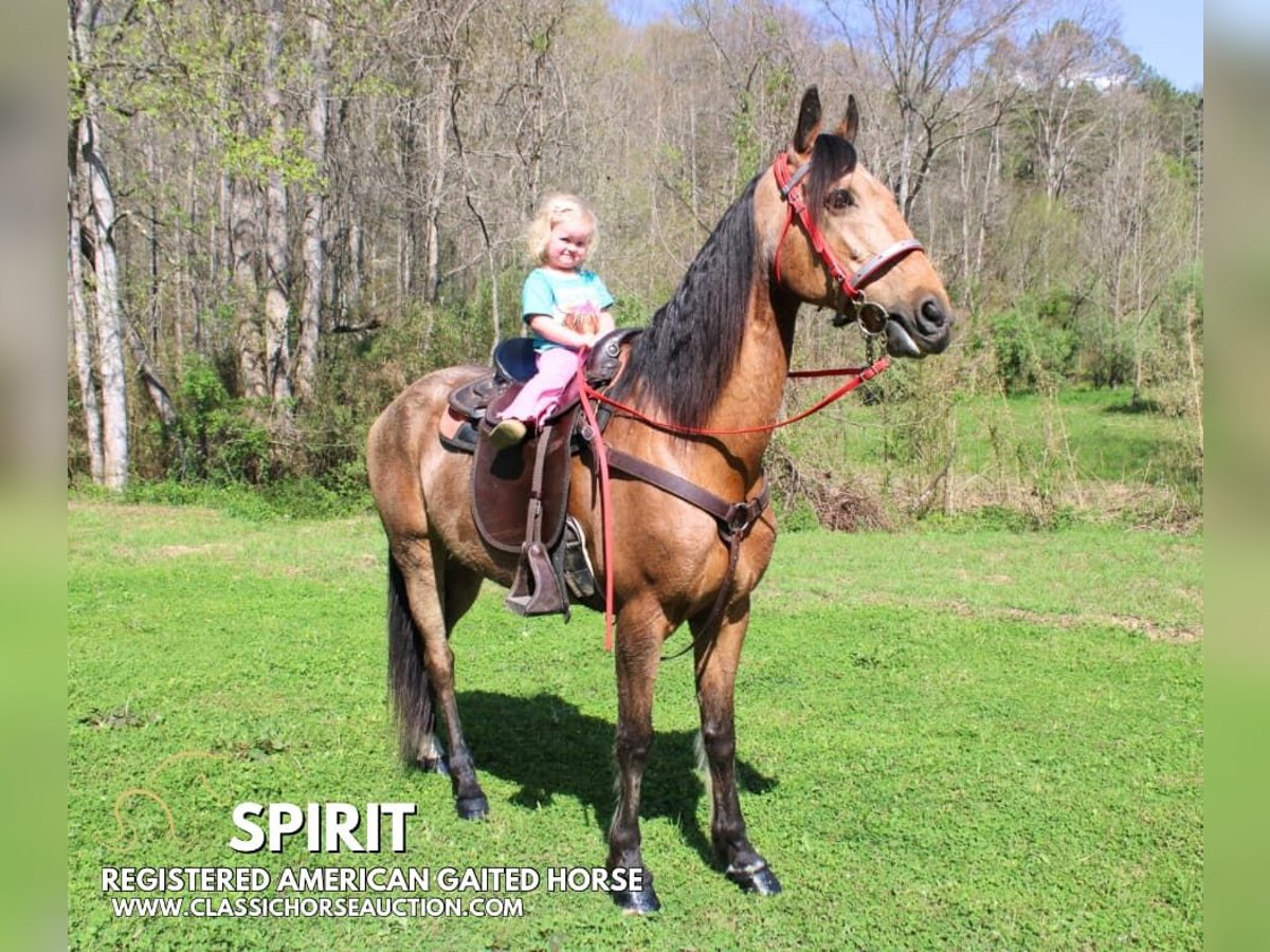 Tennessee Walking Horse Wallach 10 Jahre 152 cm in Rockholds, KY