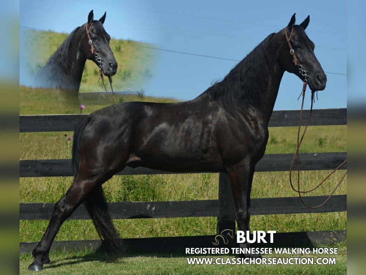 Tennessee Walking Horse Wallach 10 Jahre 152 cm Rappe in Hustonville, KY
