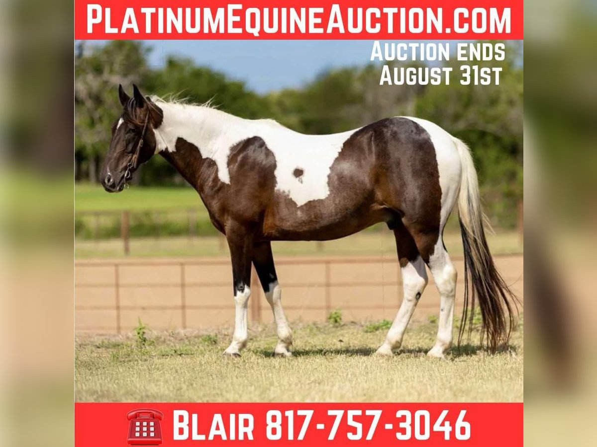 Tennessee Walking Horse Wallach 11 Jahre 157 cm Tobiano-alle-Farben in Weatherford TX