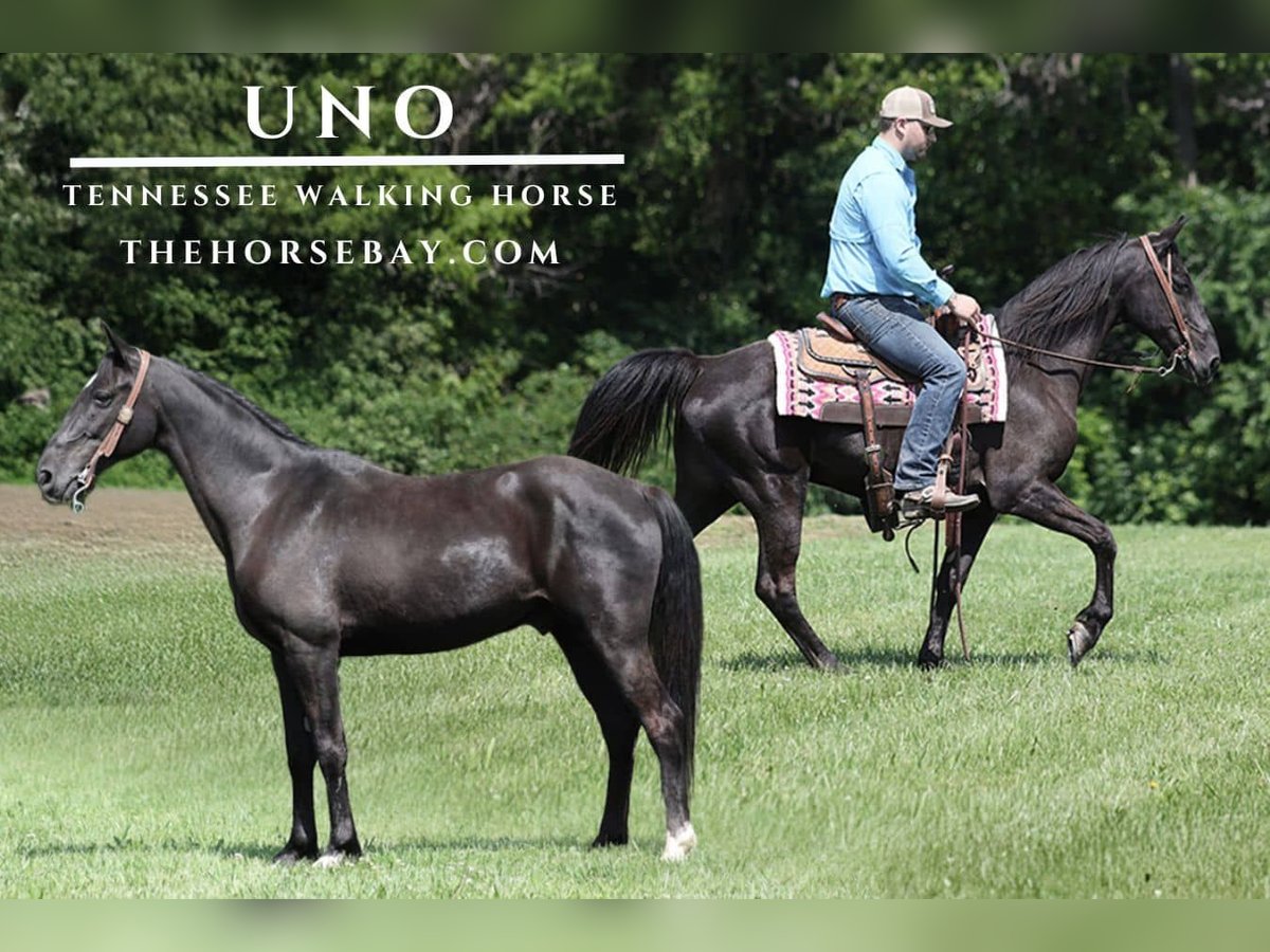 Tennessee Walking Horse Wallach 11 Jahre Rappe in Parkers Lake, KY