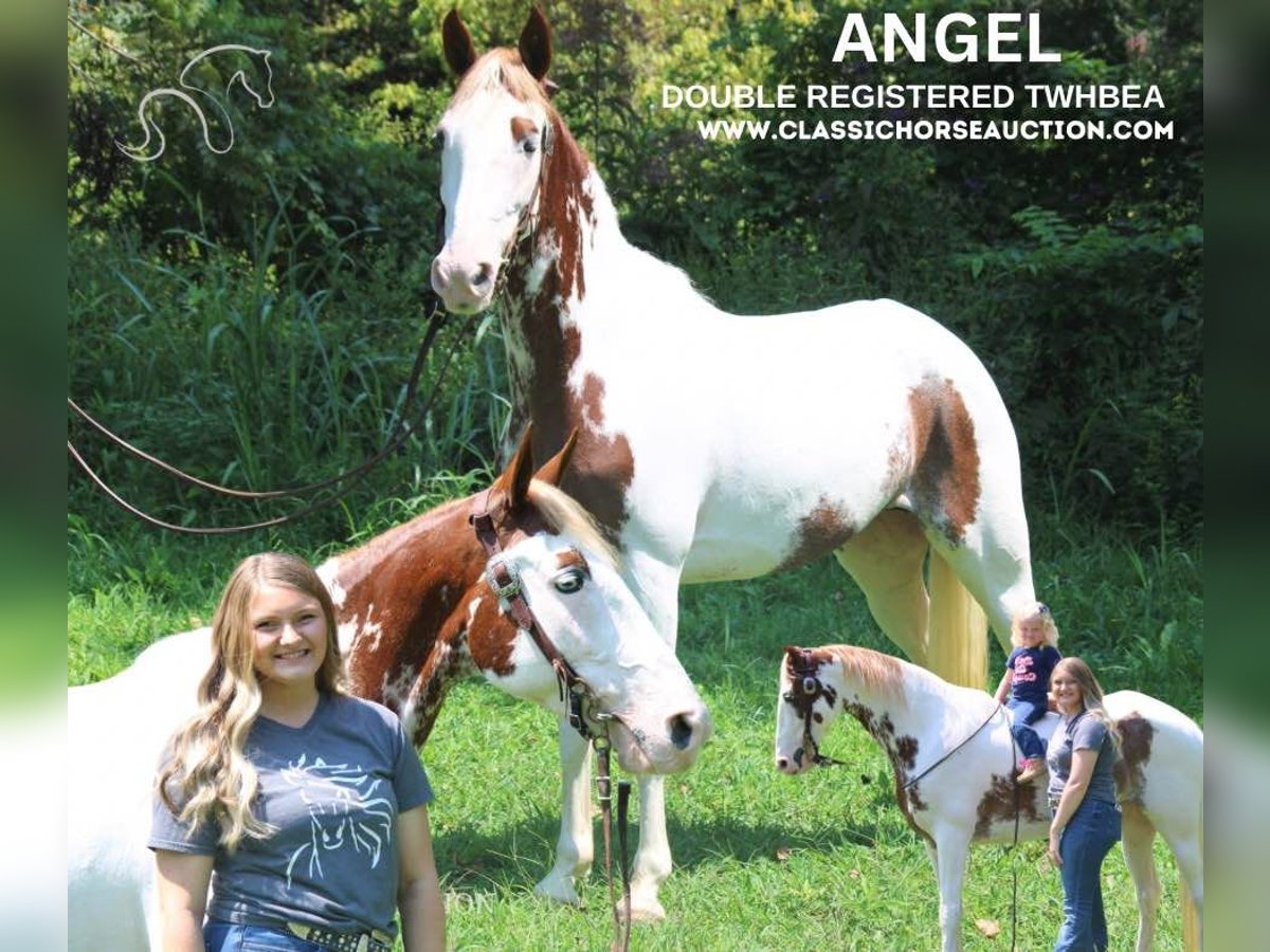 Tennessee Walking Horse Wallach 12 Jahre 142 cm Tobiano-alle-Farben in Rockholds, KY