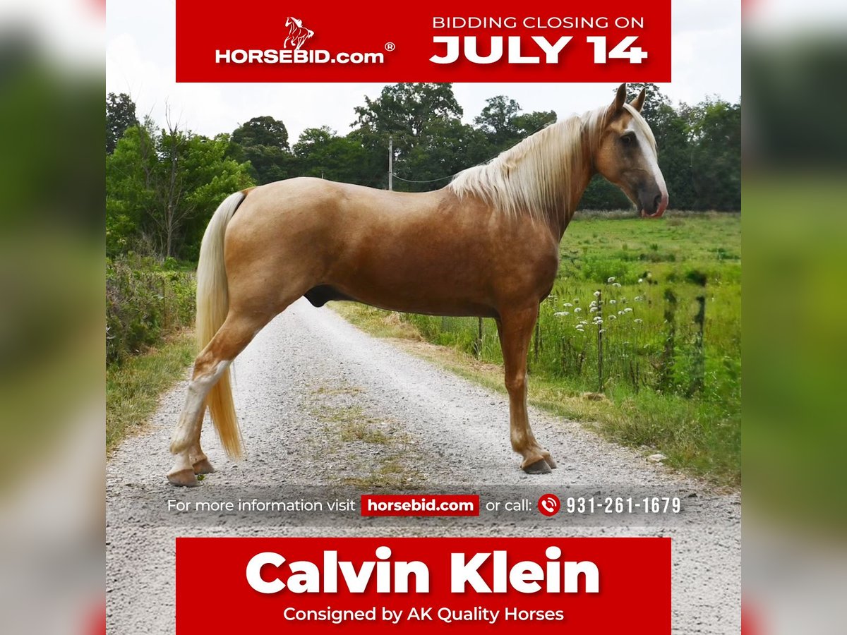 Tennessee Walking Horse Wallach 12 Jahre 155 cm Palomino in Sparta, TN